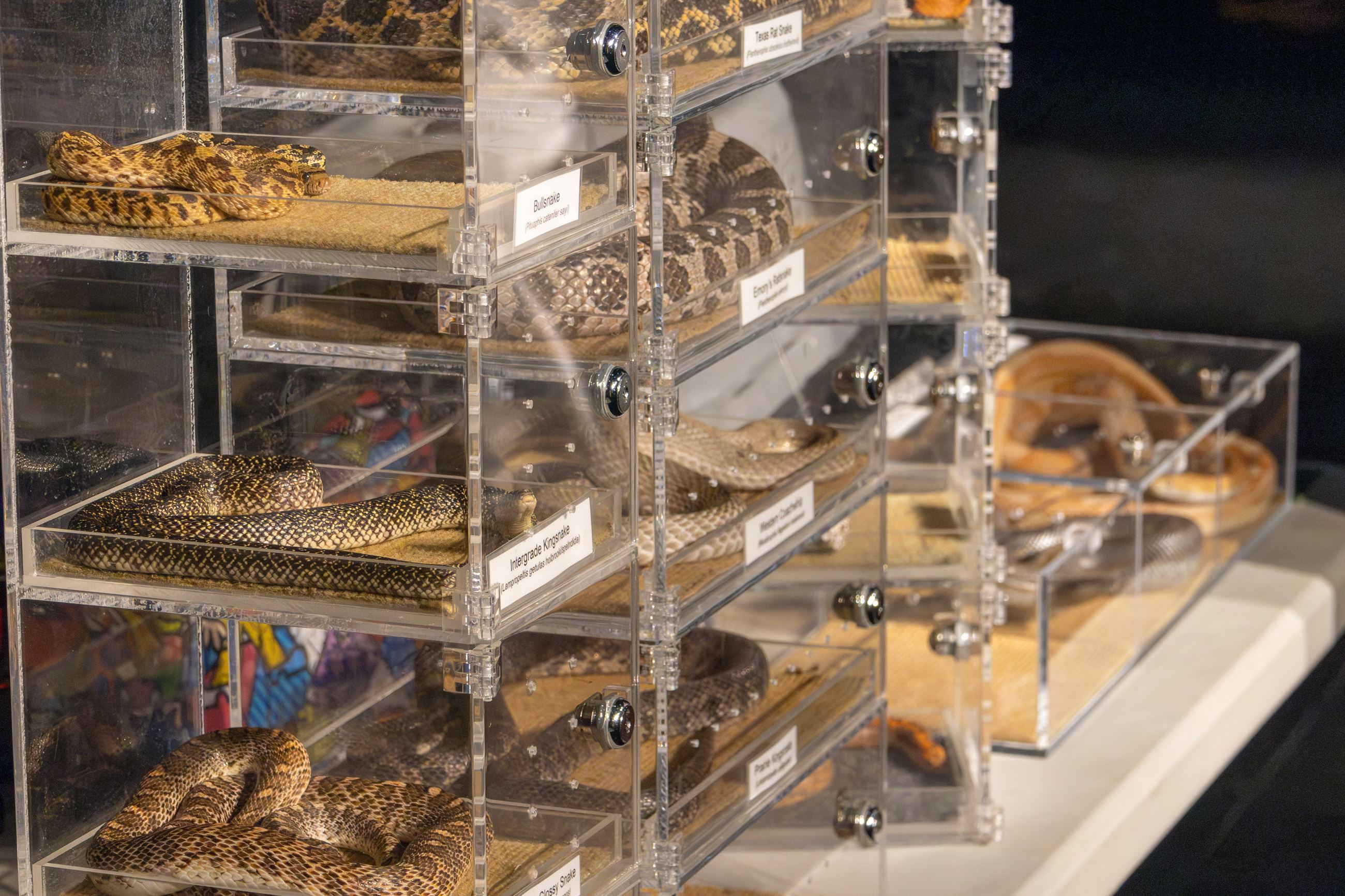 Austin Reptile Show at Library (JPG)